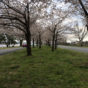Hains Point blossoms