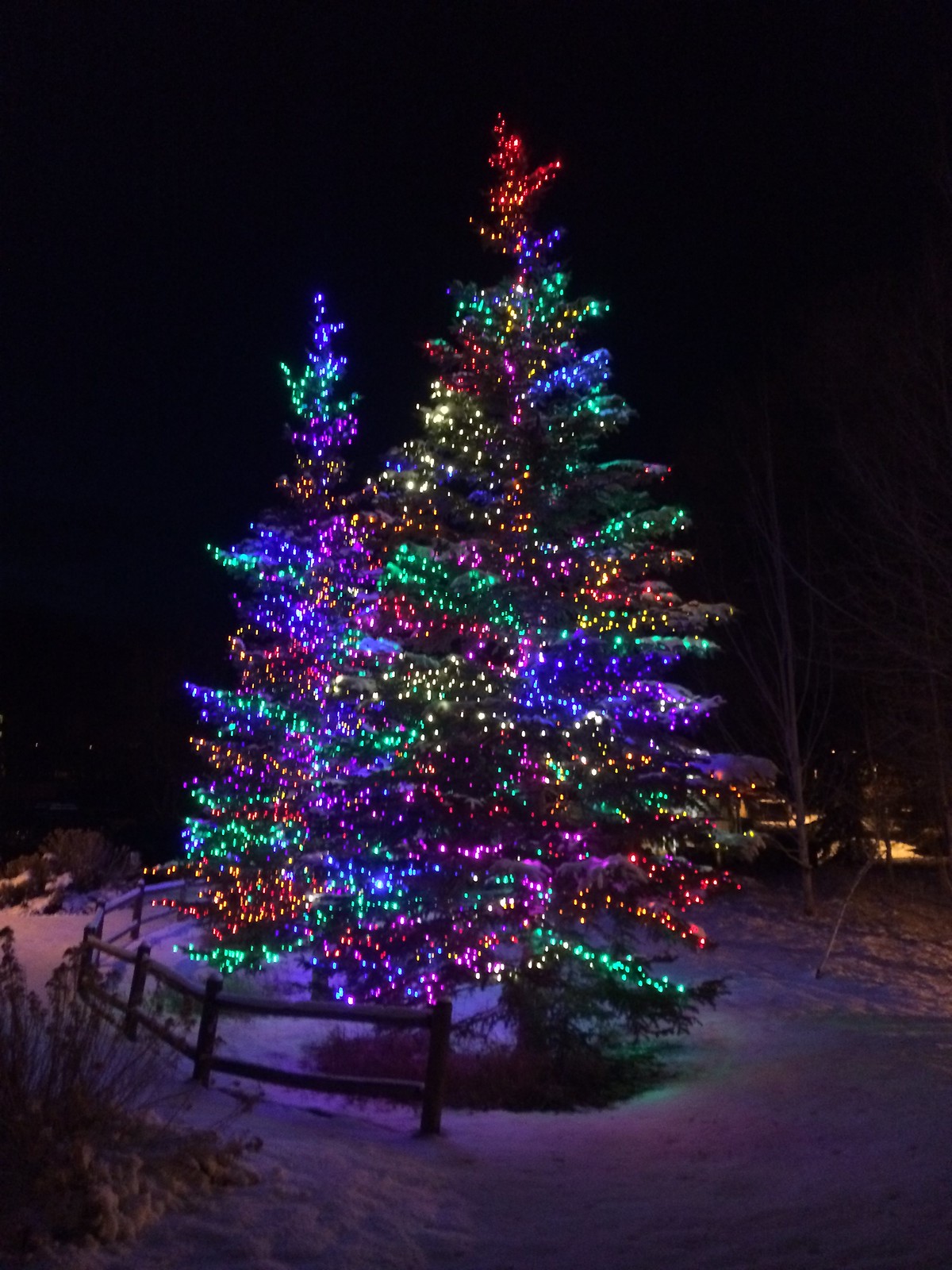 Christmas trees in Park City