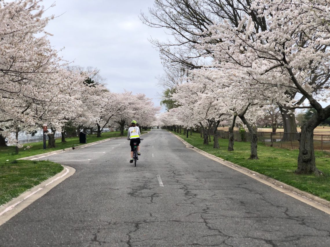 Hains Point during cherry blossom season 2021