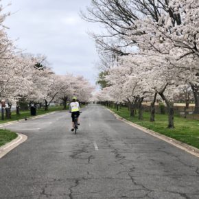 Hains Point during cherry blossom season 2021