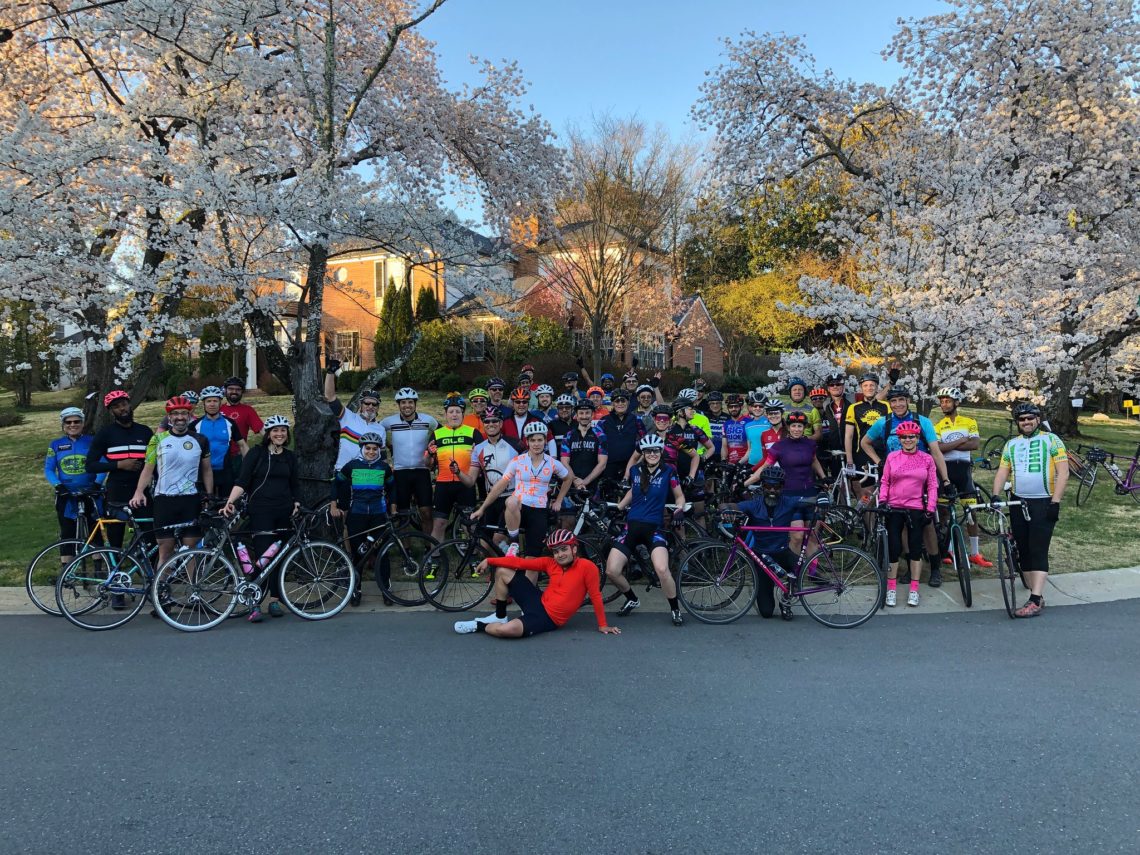 Bicycle riders posing as a group under a canopy of blooming cherry trees