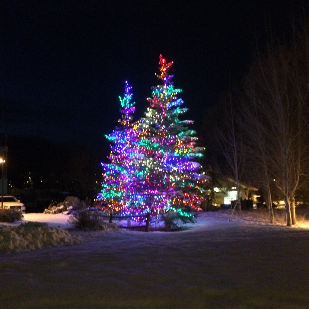 Christmas trees in the snow at night